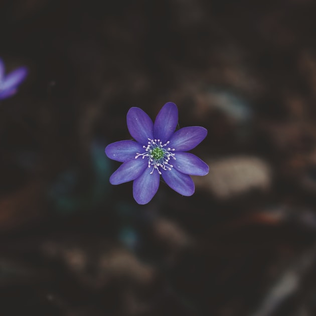 Choosing Colors for Your Website